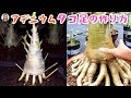 アデニウムの根をタコの足のように改造する方法、アデニウムルート、アデニウムを太らせるの育て方｜花子