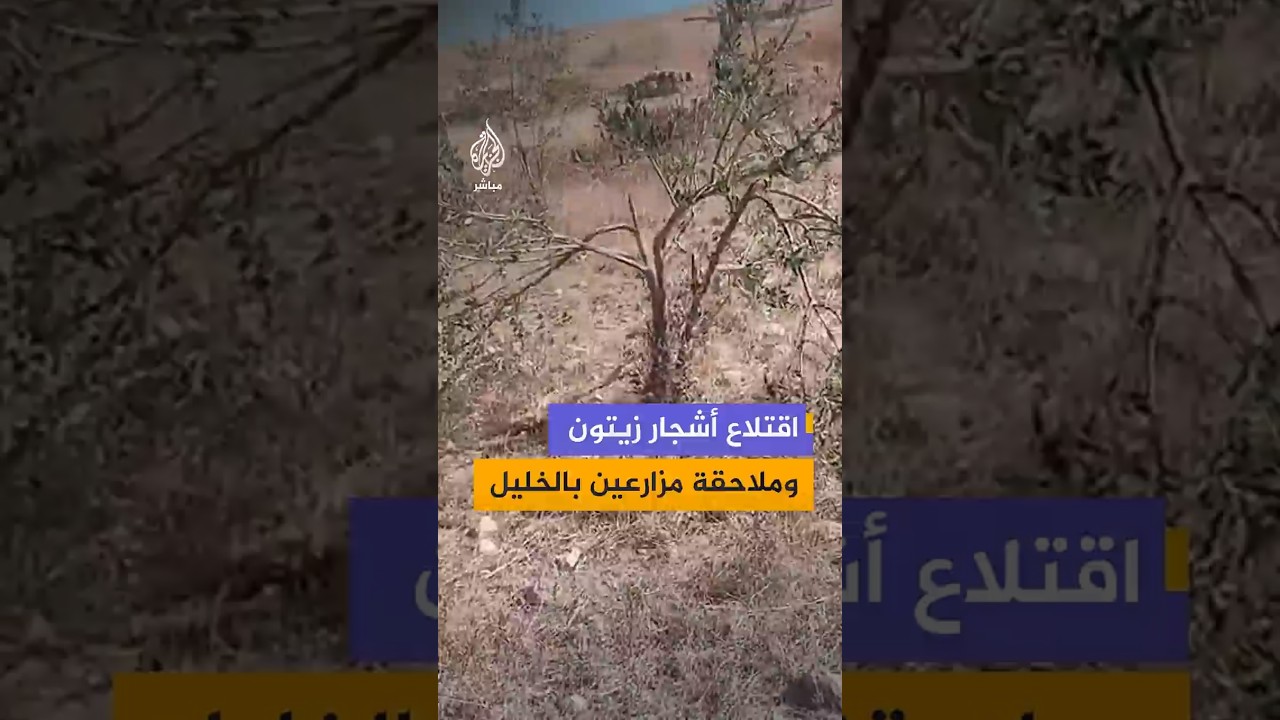 مستوطنون إسرائيليون يصعّدون اعتداءاتهم في مسافر يطا جنوبي الخليل