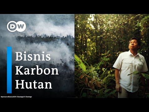 Jual Karbon dari Lahan Gambut Kalimantan ke Perusahaan Pencemar Lingkungan