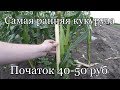 Сорт Свит Наггет 14.06.2017 уборка. Самая ранняя кукуруза Свит Наггет F1