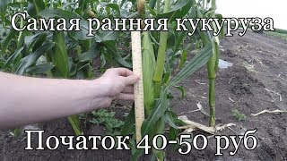 Сорт Свит Наггет 14.06.2017 уборка. Самая ранняя кукуруза Свит Наггет F1