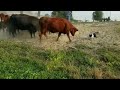 Loading cattle with Brick, Kate and Satus Brute