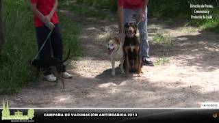 CAMPAÑA DE VACUNACIÓN ANTIRRÁBICA 2013