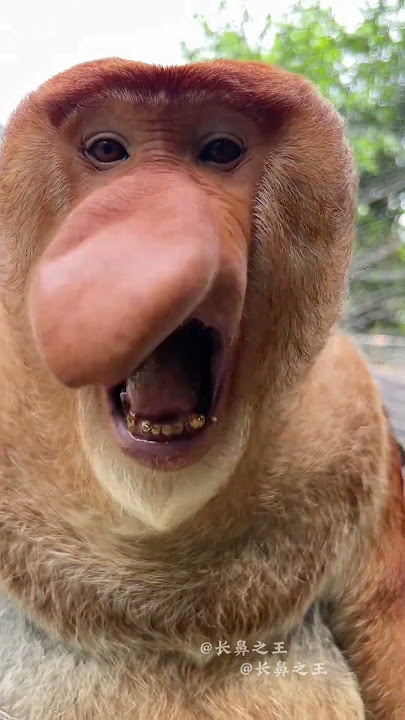 Nó nói gì vậy bâyyy 😳 #xuctuu #douyin china #haha #pets #vuinhon #haihuocvuinhon #fypシ #vr1