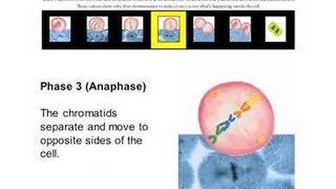 Layout with Dynamic Videos