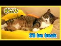 🔴【にこりら】おかえり！「ぱんこね」ライブ😊