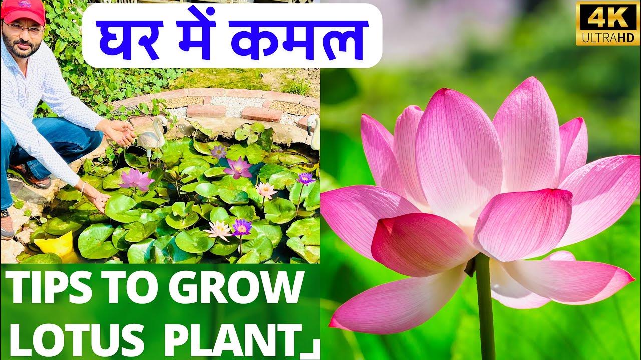 How to grow Lotus at home How to grow lotus from seeds कमल का फूल