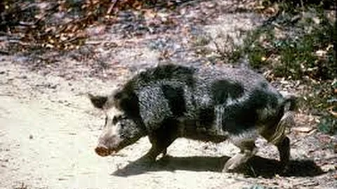 Hog Wild ~ Feral Hogs On The Homestead