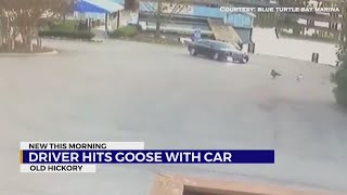 Driver crushes goose with car in Old Hickory