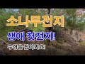소나무전지 실전에서 쉽게 따라 배우는 소나무정지전정1