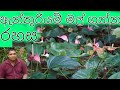 Anthurium cultivation ඇන්තුරියම් වගාව Anthurium wagawa Anthurium flower cultivation මල් වගාව mal