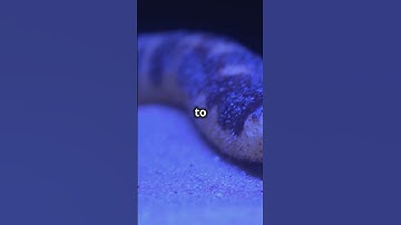 Sea Cucumbers Can Eject Their Organs as a Defense MechanismFact: 😲👍💯 #sciencefacts