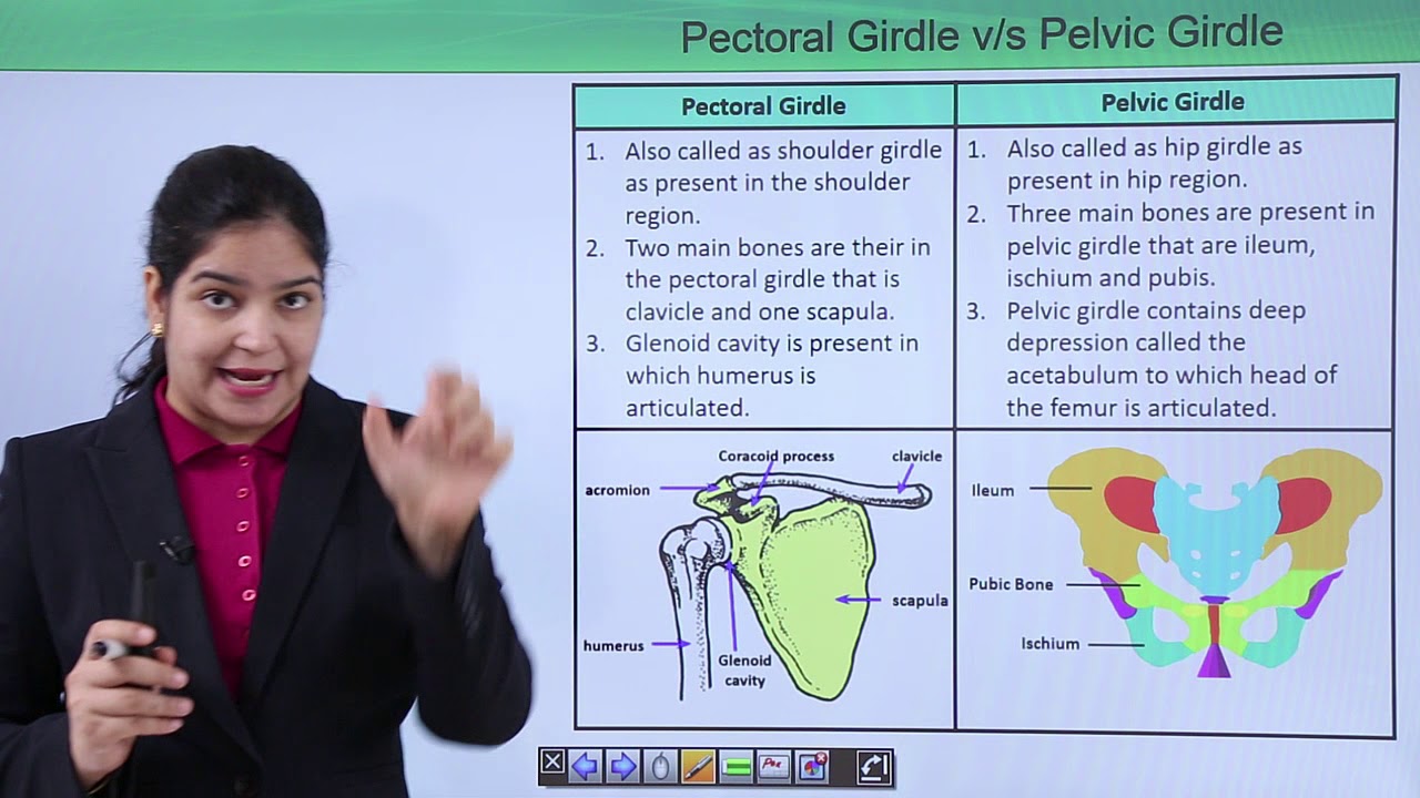 Class10th – Pelvic girdle and pectoral girdle, Locomotion and Movement  (Hindi)