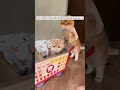 Theo anh từ lúc 9 tháng tuổi, đến giờ vẫn chưa định buông tay. Qúy Qúy Khoai Môn
