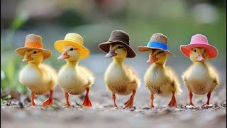 #71 The fun of ducks playing on the slide