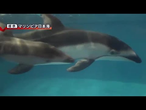 【速報】マリンピア日本海の“カマイルカ”が出産　3年連続！ (21/07/14 15:35)