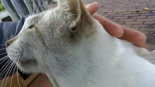 公園で野良猫の頭を撫でまくった結果www