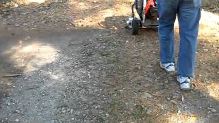Driveway Leaves 1