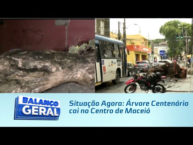 Situação Agora: Árvore Centenária cai no Centro de Maceió