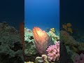 underwater world 🌊🤿💙 #scubadiving #underwaterworld #adventure #divng #travel
