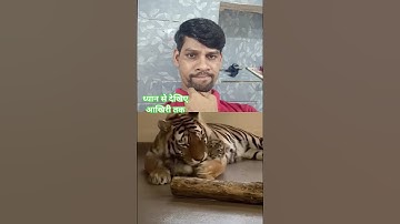 Mother Playing with little Cub #tiger #animals #cute #lion #shortvideo #short #reels