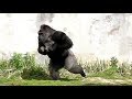 イケメンゴリラ・シャバーニ、逃げながらのドラミング（東山動植物園2010）Gorilla t…