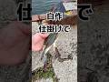 あの高級食材が釣れるなんて #shorts #釣り