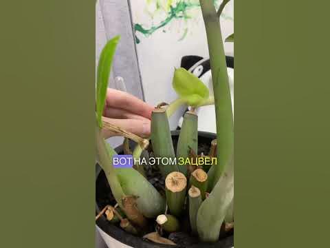 Как цветет Замиокулькас Мой ТГ канал пишите в поиске: valyalysiuk - YouTube