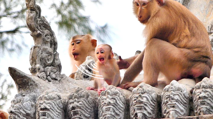 Best clip...Baby monkey MORA conversation with cam...