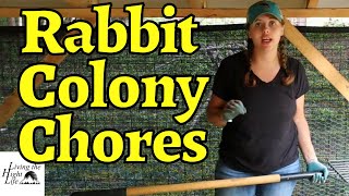 MEAT RABBIT COLONY CHORES! Join me as we clean out the rabbit colony and discuss natural deworming