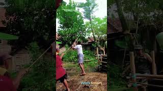 Traditional Tree Pulling : How Farmers Use Rope Coordination To Control Falling Trees