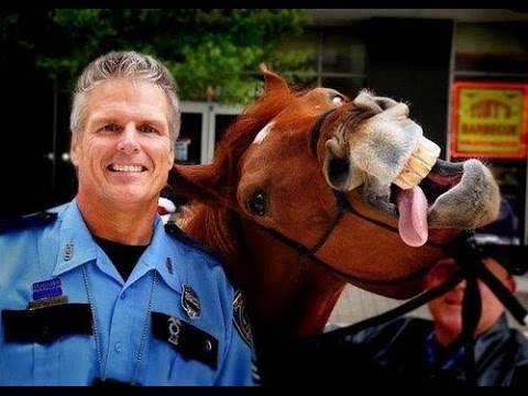 when-horses-photobomb---hilarious-equestrian-moments-caught-on-camera