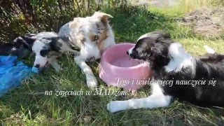 Przedszkole dla szczeniąt w MADzone dog training center ...::: Zabrze by ZolzaBC 20,384 views 7 years ago 4 minutes, 28 seconds