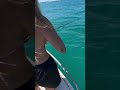 Harbour bust ups 🎣