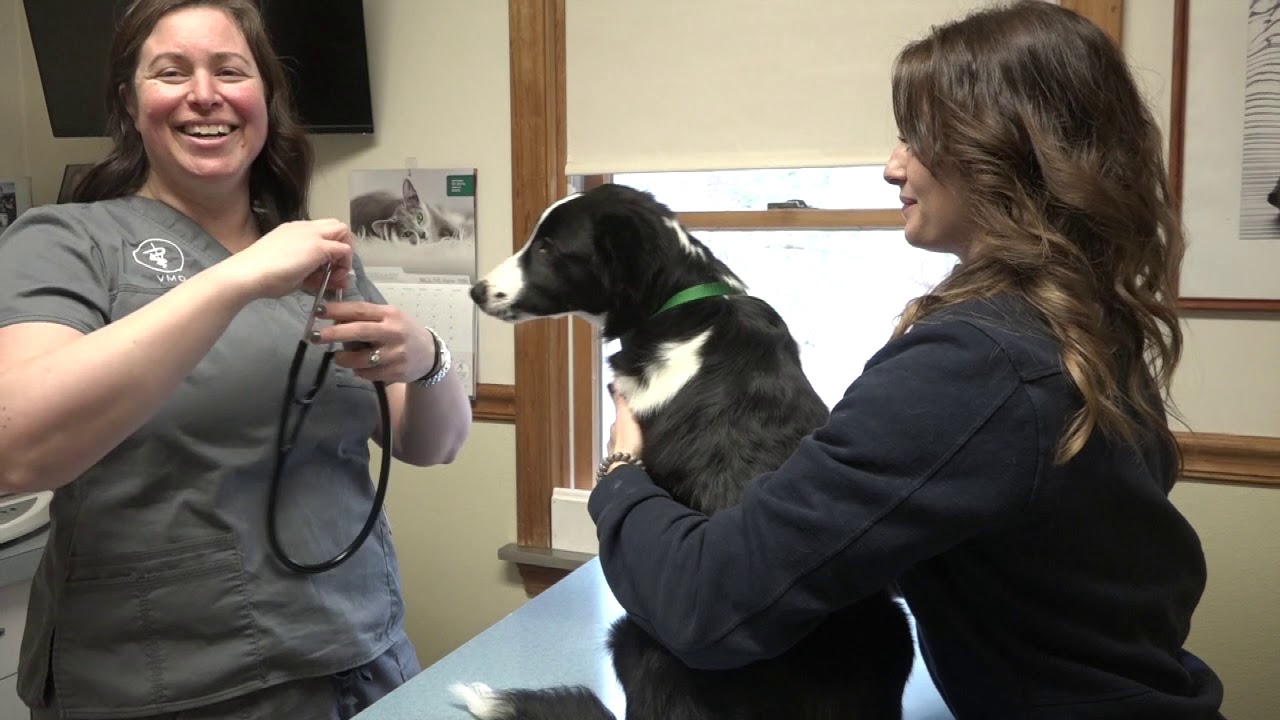 Medway Animal Hospital YouTube