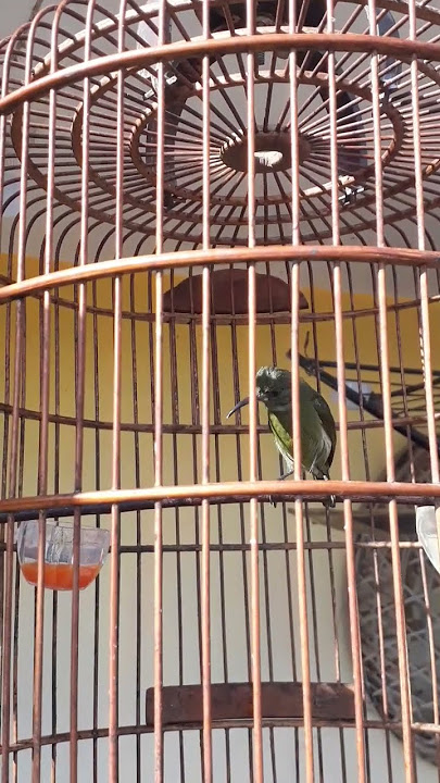 Burung kolibri merak ijoan gacor #birds #kicaumania #kolibri