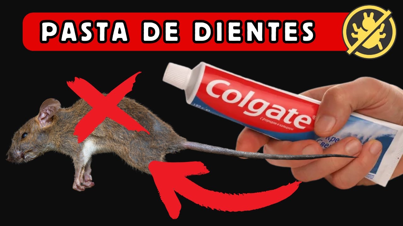 ¡Elimina Ratas y Ratones con Pasta de Dientes! Método Casero y Efectivo ...