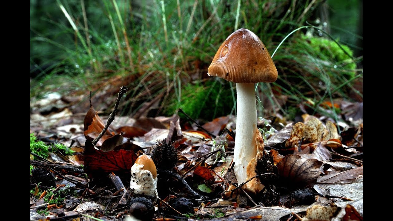 Les champignons 2021 en Belgique