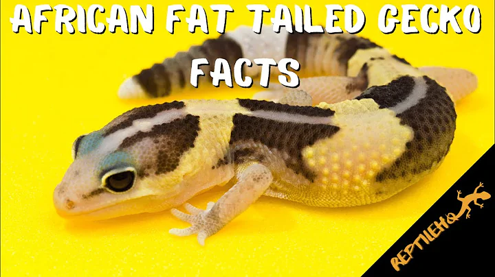 12 Amazing Facts about the African Fat Tailed Gecko Pet!