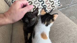 Petting the Kittens Kacie and Mo on the couch