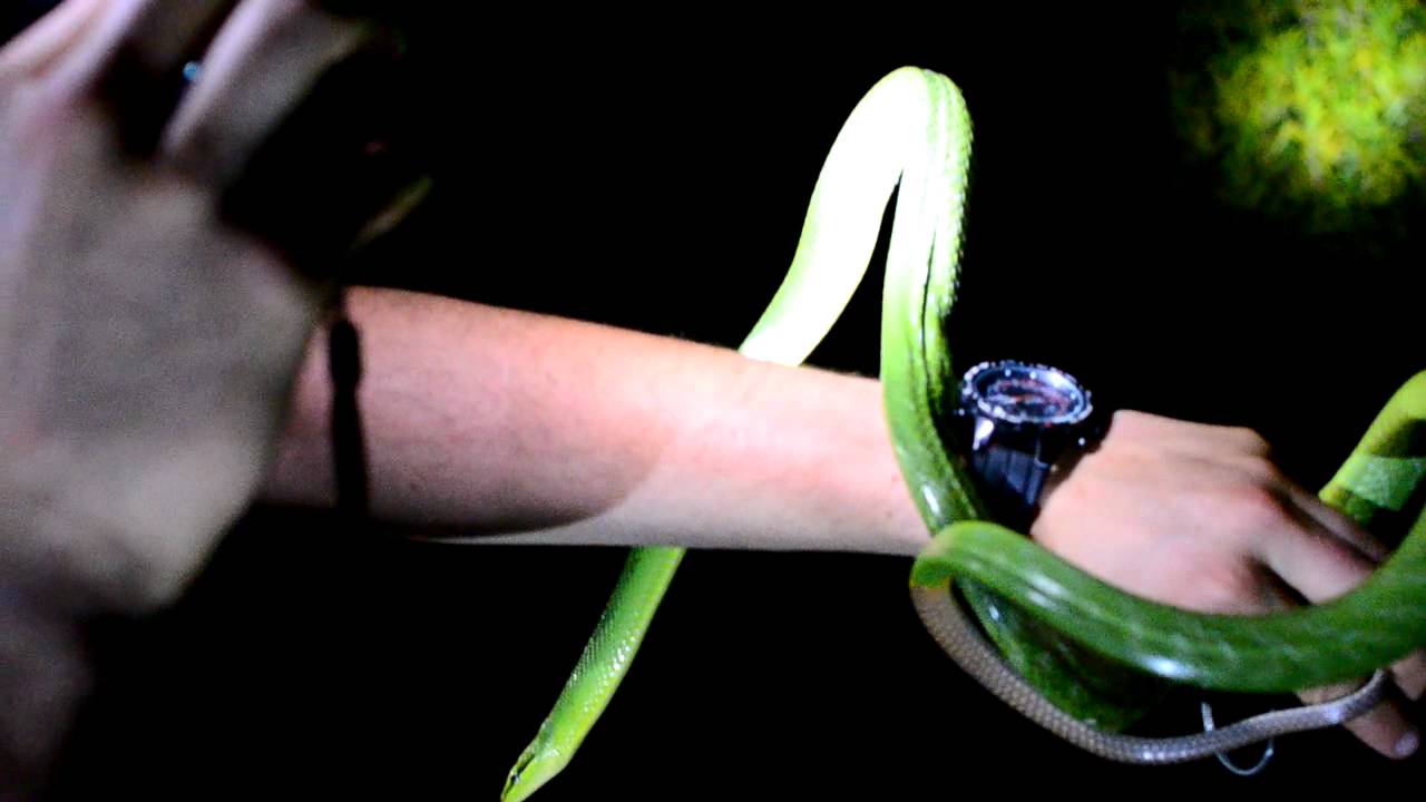 thailand snakes identification Red Tailed Racer - Rat Snake - Thailand (Gonyosoma oxycephalum)