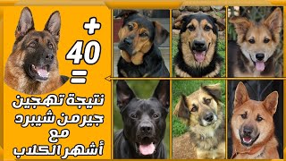 نتيجة تهجين أكثر من 40 أشهر الكلاب مع الجيرمن شيبرد || Best 40 German Shepherd Mixes