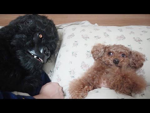 자고 일어났는데 주인이 <strong>고릴라가</strong> 됐을때 강아지 반응ㅋㅋㅋ