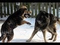 Dünyanın En Güçlü 10 Köpek Cinsi