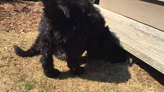 Puppy Tunneling Project by High Tide Goldendoodles 15 views 6 years ago 2 minutes, 6 seconds