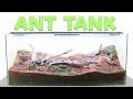 How to Build an Ant Farm | Natural Formicarium