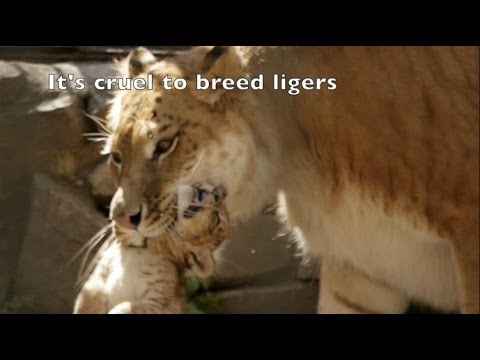 Liger LiLiger Cubs