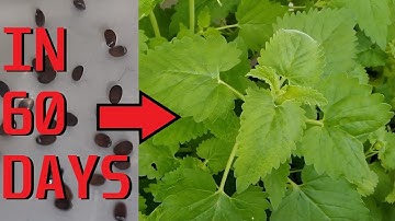 Growing Catnip from seed in containers