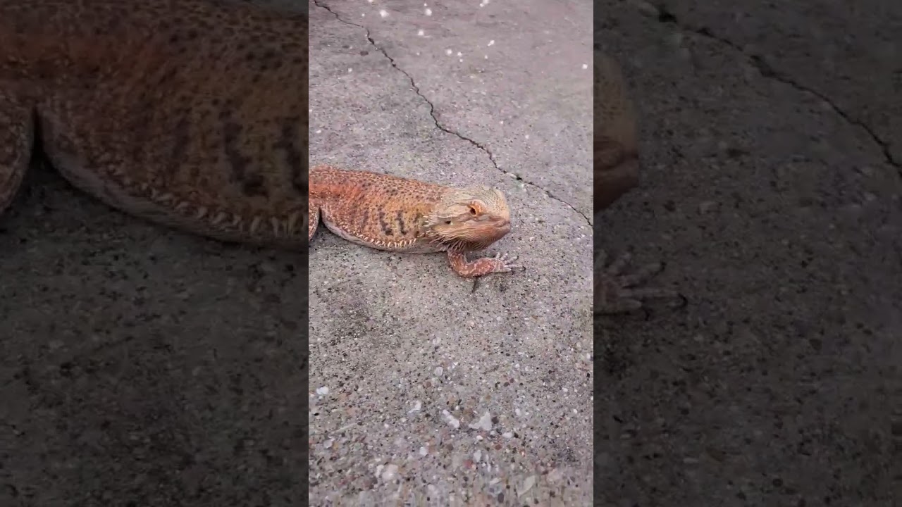toothless enjoying outside time 🐉 