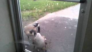 Canada Goose Attack And Doing Some Real Crazy Sht